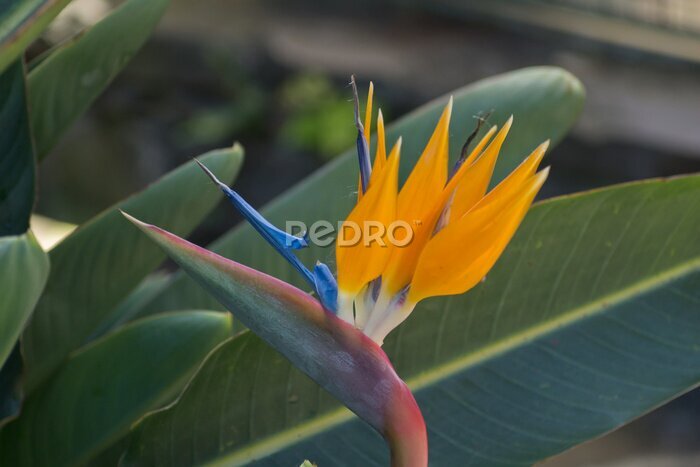 Papier peint  Bird of Paradise, Strelitzia