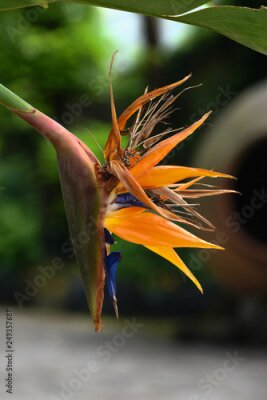 Papier peint  Bird of Paradise/ Strelitzia exotic tropical flower