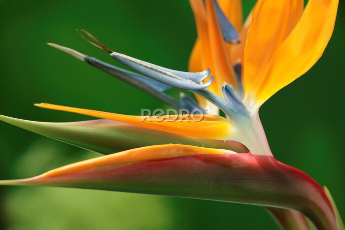 Papier peint  Bird of Paradise / Strelitzia fleur. Hawaii, Maui, États-Unis