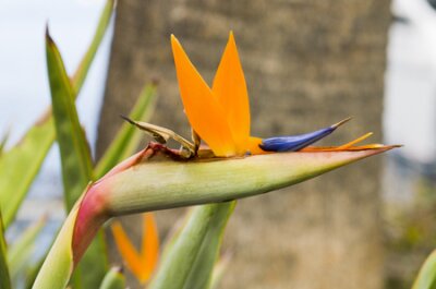 Papier peint  Bird of Paradise Strelitzia fleurs près du port au port d'Avalon, sur l'île de Catalina en Californie