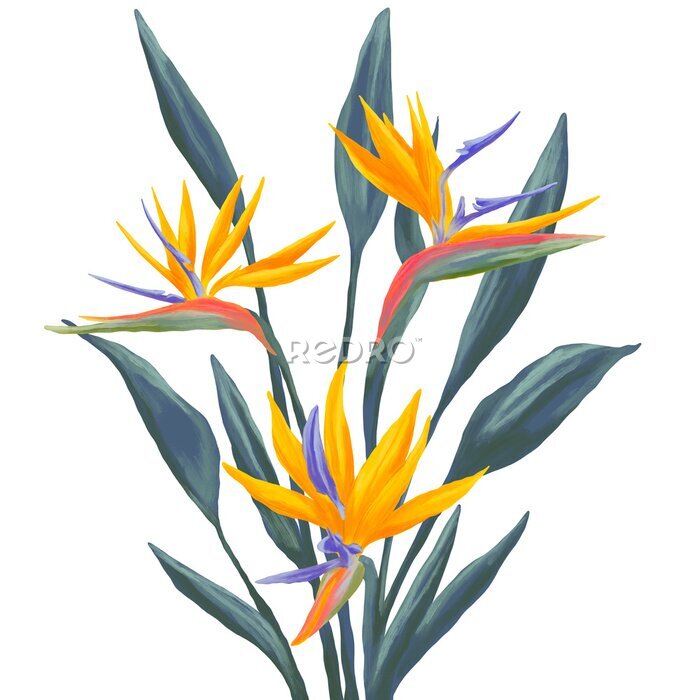 Papier peint  Bird of Paradise Strelitzia flower digital painting illustration