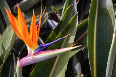 Papier peint  Bird of Paradise (strelitzia) flower from Madeira