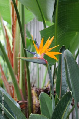 Papier peint  Bird Of Paradise (Strelitzia) flower on a tropical plant in a garden