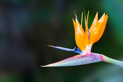 Papier peint  Bird of paradise  Strelitzia  flower or crane flower in garden