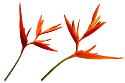 Papier peint  bird of paradise, Strelitzia flower photo, spring, illustration, transparent background