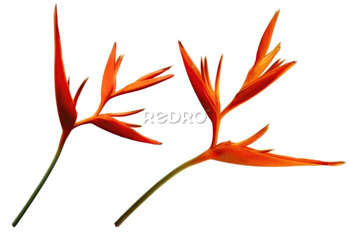 Papier peint  bird of paradise, Strelitzia flower photo, spring, illustration, transparent background
