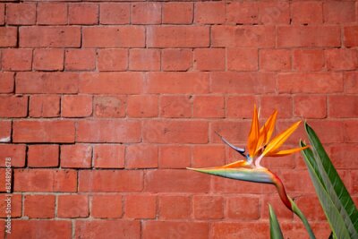 Papier peint  bird of paradise, strelitzia nicolai, against red brick wall, background backgrounds textures patterns wallpaper