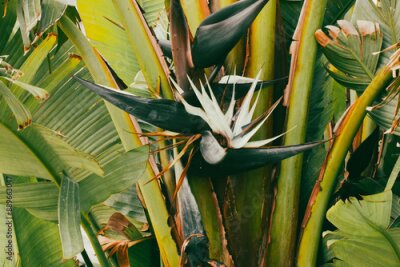 Papier peint  Bird of Paradise (Strelitzia nicolai) flower among large green leaves. Exotic plants in a tropical garden, rainforest. Growing ornamental rare flowers