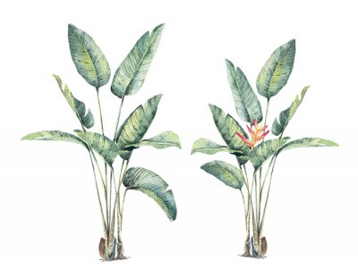 Papier peint  Bird of Paradise (Strelitzia Nicolai).Tropical leaf, green nature.Watercolor tropical leaves, dense jungle for be used background, textile or wallpaper interior design.banana branches