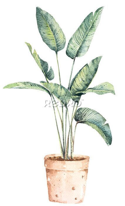 Papier peint  Bird of Paradise (Strelitzia Nicolai).Tropical leaf in pots.Watercolor tropical leaves, dense jungle for be used background, wallpaper interior design.banana branches