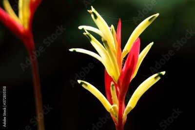 Papier peint  Bird of paradise (Strelitzia) no dark background