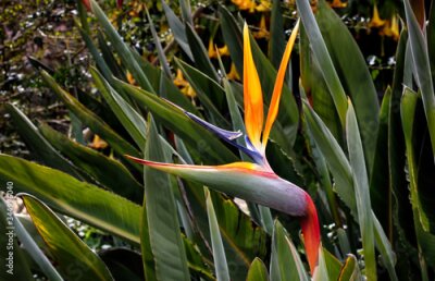Papier peint  Bird of paradise (strelitzia or crane lily) flowers blossom in Barcelona park, Catalonia, Spain.