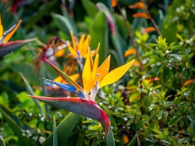 Papier peint  Bird of Paradise (Strelitzia) - plant