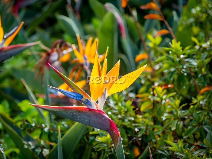 Papier peint  Bird of Paradise (Strelitzia) - plant