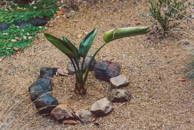 Papier peint  bird of paradise strelitzia plant outdoor with rain droplets on its leaves