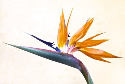 Papier peint  Bird of Paradise, Strelitzia Queenly, fleur