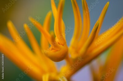 Papier peint  Bird of paradise, Strelitzia Reginae