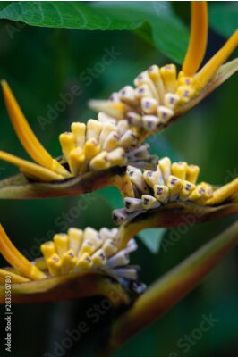Papier peint  Bird of paradise, Strelitzia Reginae