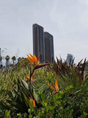 Papier peint  Bird of Paradise Strelitzia Reginae