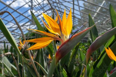 Papier peint  Bird of Paradise  Strelitzia Reginae