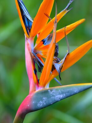 Papier peint  Bird of Paradise (Strelitzia reginae)