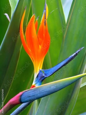 Papier peint  Bird of Paradise (Strelitzia reginae)