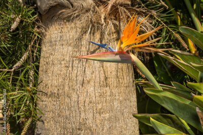 Papier peint  Bird of Paradise - Strelitzia reginae