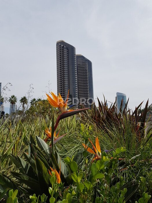 Papier peint  Bird of Paradise Strelitzia Reginae