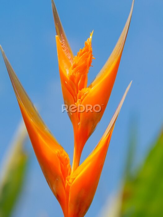 Papier peint  Bird of Paradise (Strelitzia reginae)