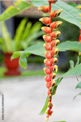 Papier peint  Bird of Paradise (Strelitzia reginae), also known as crane flowers, is one of the most beautiful of all exotic flowers. The flower looks a bit like several birds hidden in a clump of foliage