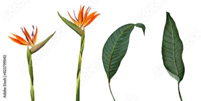 Papier peint  bird of paradise, strelitzia reginae crab claw tree orange flower isolated on white strelitzia, bouquet, flower
aloha summer, fruit, tropical, vacation, beach, sunshine, exotic, vibrant, refreshing