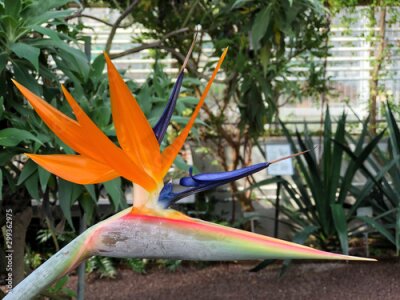 Papier peint  Bird of paradise (Strelitzia reginae), Crane flower, Die Paradiesvogelblume, Königs-Strelitzie (Konigs-Strelitzie oder Koenigs-Strelitzie) or Papageienblume