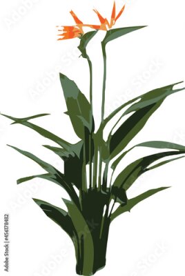 Papier peint  Bird of Paradise, Strelitzia reginae, Crane Flower, tropical flowers, and leaves of Strelitzia called crane flower or bird of paradise.