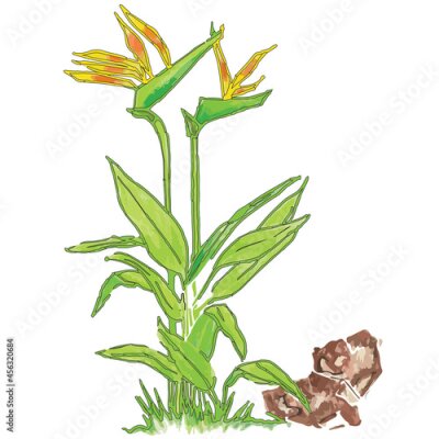 Papier peint   Bird of Paradise, Strelitzia reginae, Crane Flower Vector Illustration. They are also known as tropical flowers, and the leaves of Strelitzia called crane flower or birds of paradise.	
