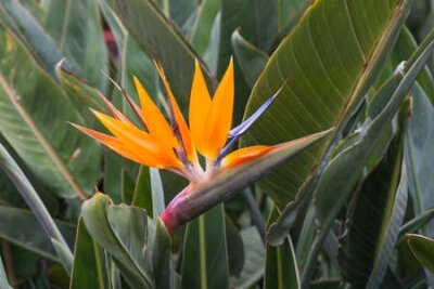 Papier peint  Bird of Paradise, Strelitzia reginae fleur exotique à La Palma, Îles Canaries