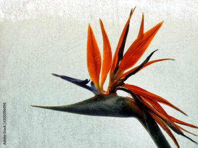 Papier peint  Bird of Paradise (Strelitzia reginae) flower