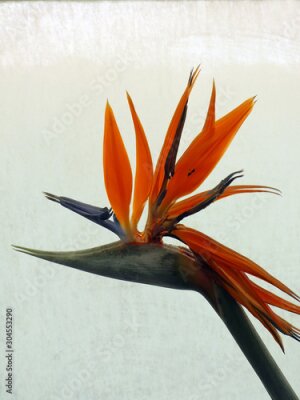 Papier peint  Bird of Paradise (Strelitzia reginae) flower