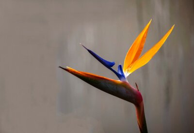 Papier peint  Bird of Paradise (Strelitzia reginae) flower