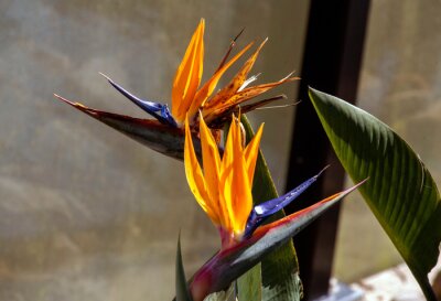 Papier peint  Bird of Paradise (Strelitzia reginae) flower