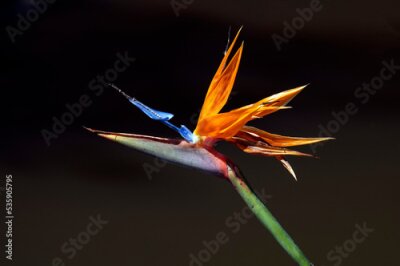Papier peint  Bird of Paradise (Strelitzia reginae) flower