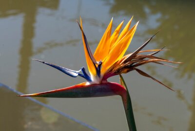 Papier peint  Bird of Paradise (Strelitzia reginae) flower