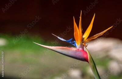 Papier peint  Bird of Paradise (Strelitzia reginae) flower
