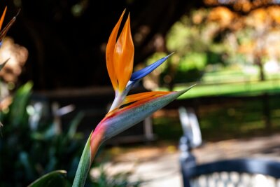 Papier peint  Bird of Paradise (Strelitzia reginae) flower