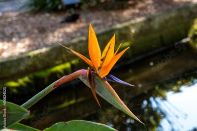 Papier peint  Bird of Paradise (Strelitzia reginae) flower