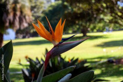 Papier peint  Bird of Paradise (Strelitzia reginae) flower