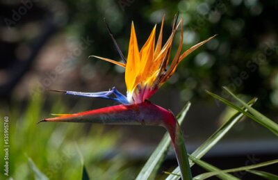 Papier peint  Bird of Paradise (Strelitzia reginae) flower