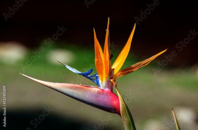 Papier peint  Bird of Paradise (Strelitzia reginae) flower