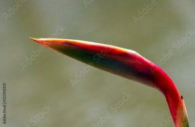 Papier peint  Bird of Paradise (Strelitzia reginae) flower