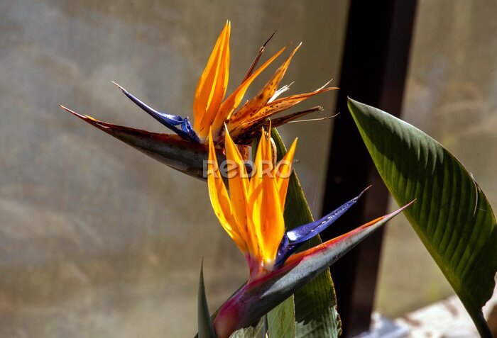 Papier peint  Bird of Paradise (Strelitzia reginae) flower