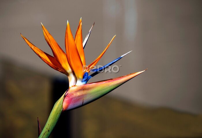 Papier peint  Bird of Paradise (Strelitzia reginae) flower